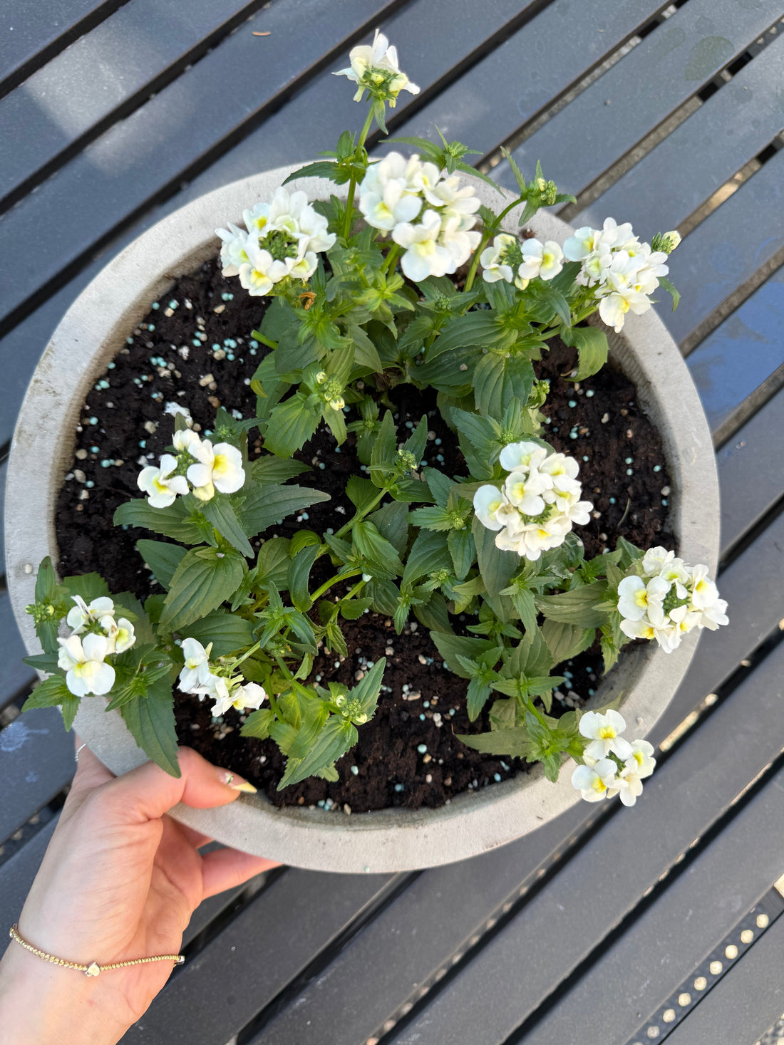 Vanilla Flowers