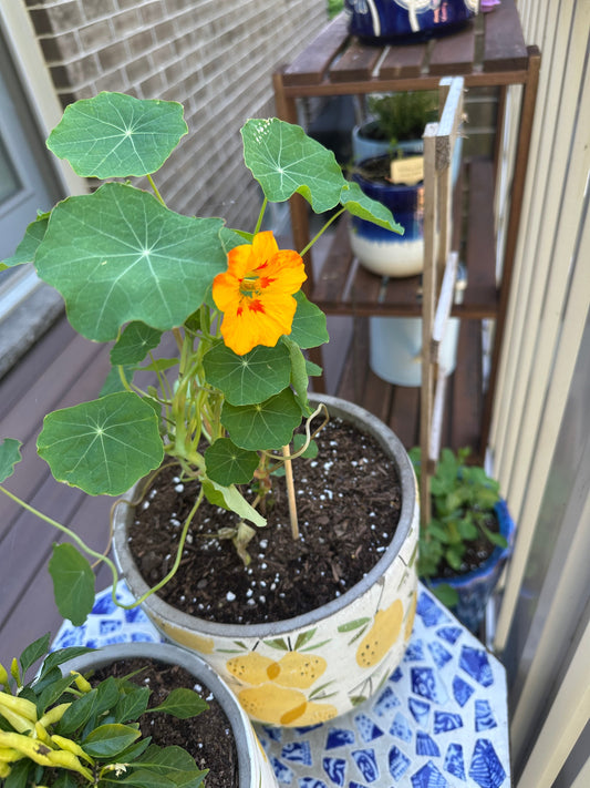 From Garden to Gatherings: How I Use Edible Flowers to Elevate Charcuterie Boards and Drinks
